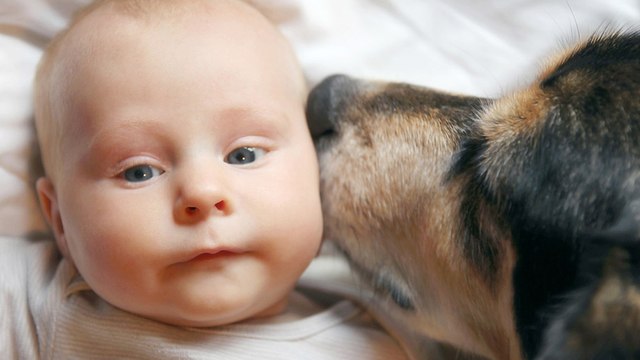 Bebés y perros que te harán reír a carcajadas