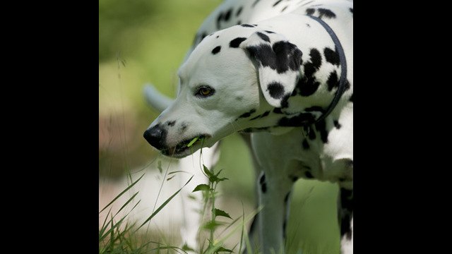 ¿Por qué los perros comen hierba?