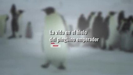 La vida en el hielo del pingüino emperador