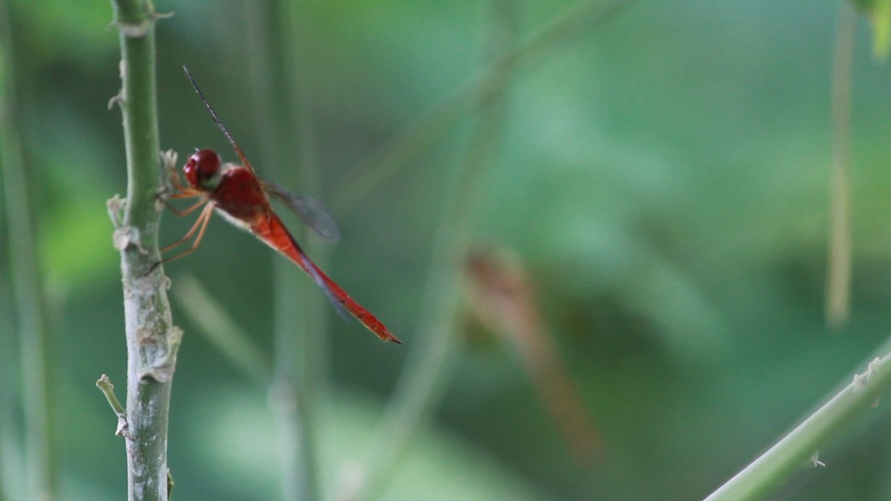Dragonfly in own Habitat