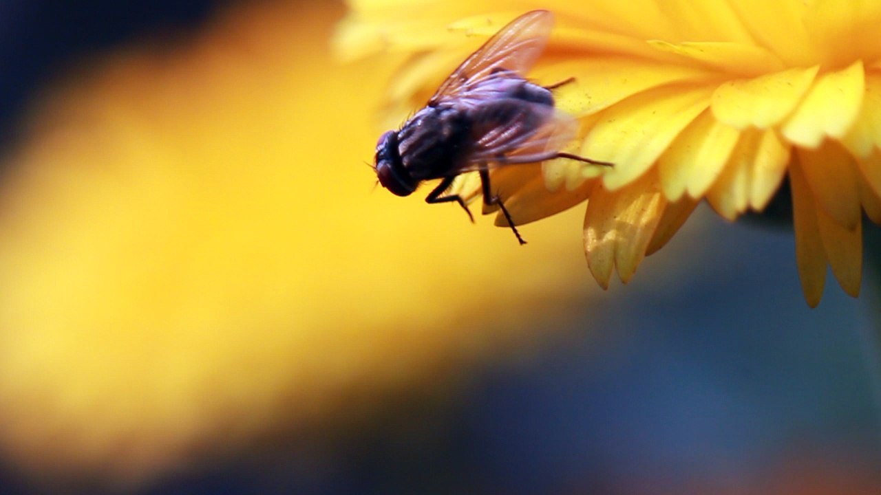 How any fly sit & eat on his/her everyday life ?