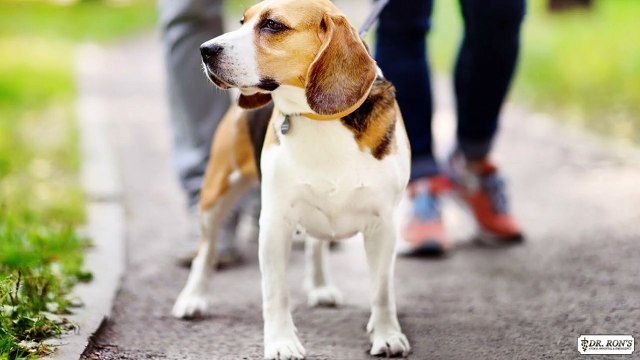 How Does Stress Affect Your Dog's Health