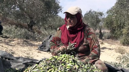 Batı Şeria’da zeytin hasadı ve Yahudi yerleşimci sorunu (2) - NABLUS