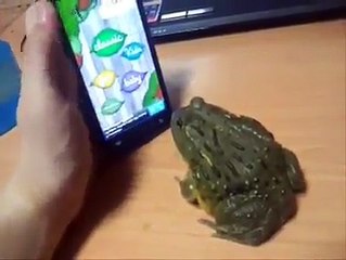 Crazy frog playing iPhone game!