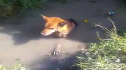Balçığa Saplanan Köpeği İtfaiye Kurtardı
