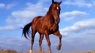 Revolution Horse: Commentary 1
