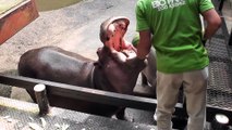 L'heure du repas pour ces hippopotames... Miam, des pastèques