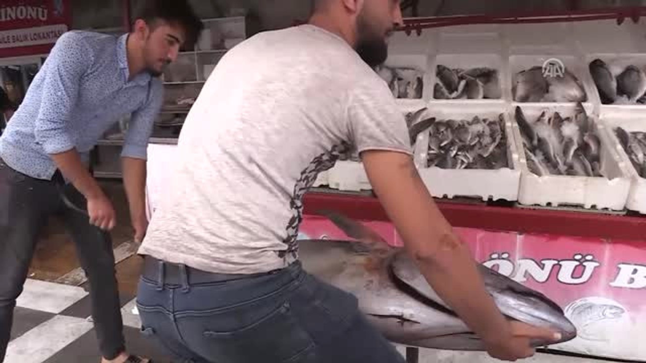 Şanlıurfa'da "Orkinos Balığı" Şaşkınlığı