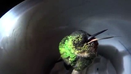 Hummingbird Snoring While Asleep