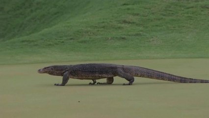 شاهد: سحلية عملاقة تزور لاعبي الغولف خلال البطولة المفتوحة في كوالالمبور