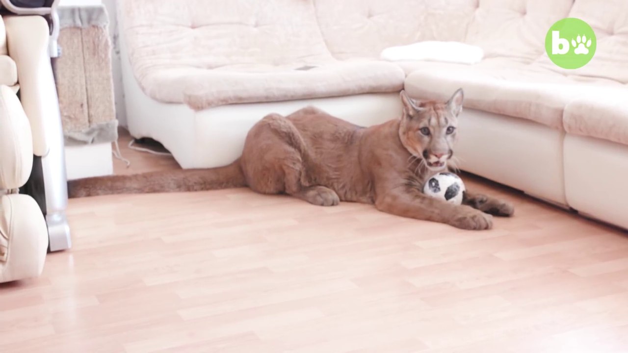 Ce couple vit avec un énorme puma dans leur appartement
