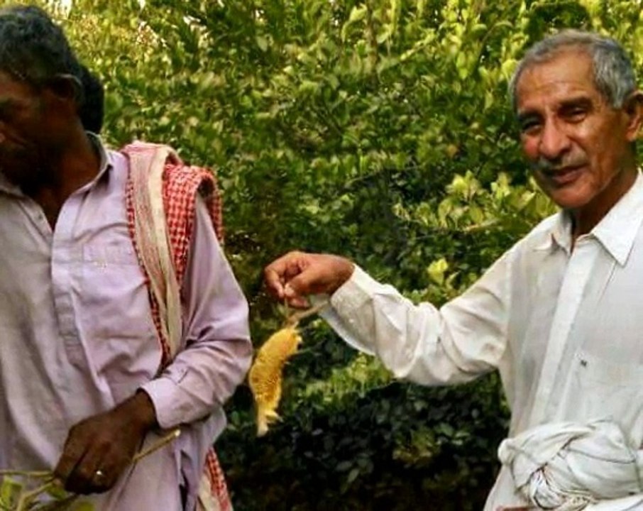 Akram