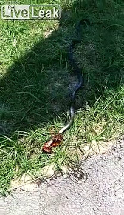 Cet énorme mille pattes combat un cobra !