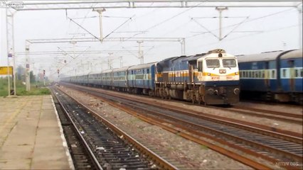 Des oiseaux sont percutés par un train en Inde !