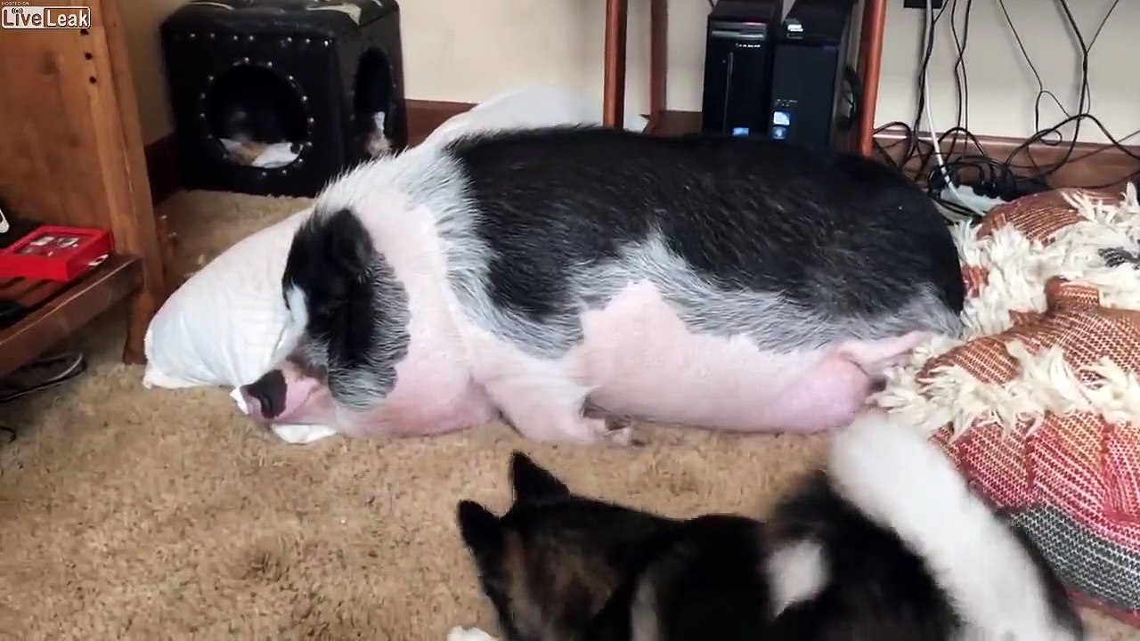 Ce bébé chien veut jouer avec un énorme coch...