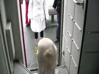 Handi'Chiens Remise decembre 2007