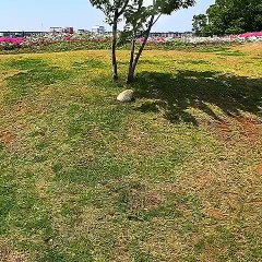 hedgehog doing some roll over on the ground