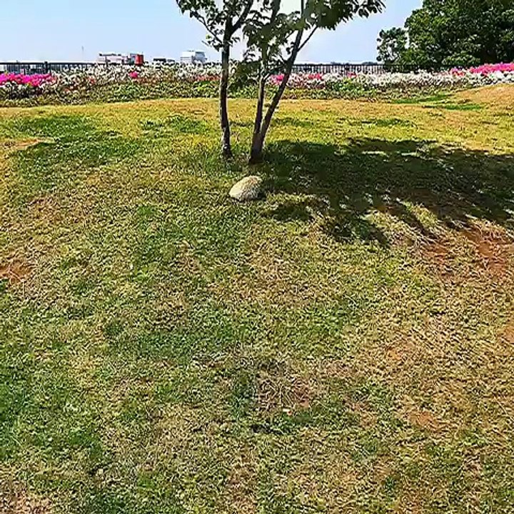 hedgehog doing some roll over on the ground