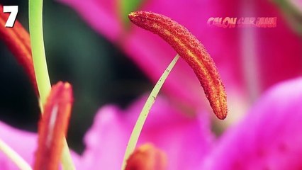 99% ORANG INDONESIA TIDAK AKAN BISA MENEBAK APA BENDA-BENDA INI_ ((BERANI COBA_!))