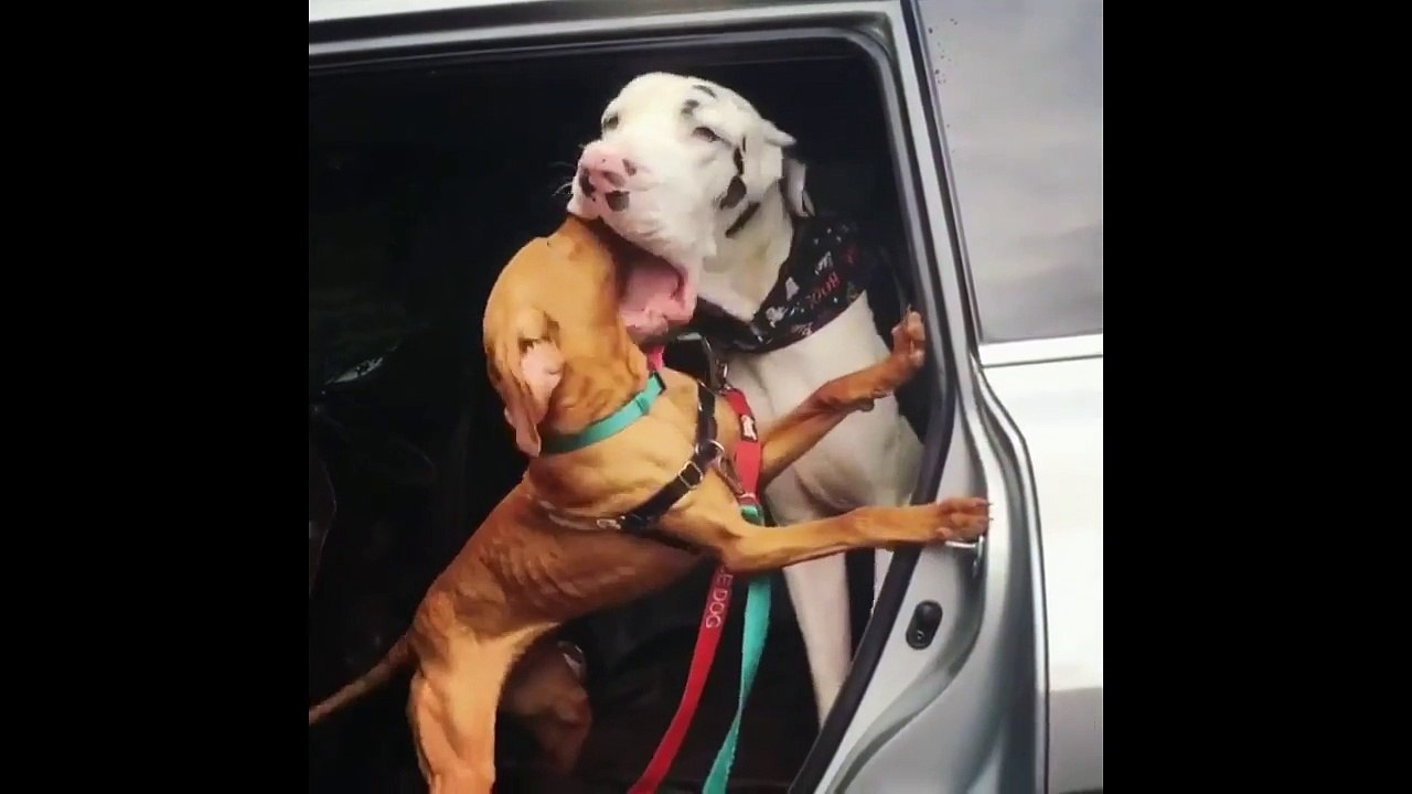 Ce chien est tellement content qu'il enfonce sa...
