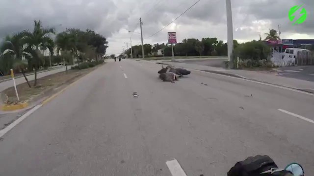 Ce motard se prend une énorme gamelle en faisant une roue arrière