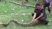 Des indonésiens capturent un anaconda de plus de 8m de long et s'amusent avec