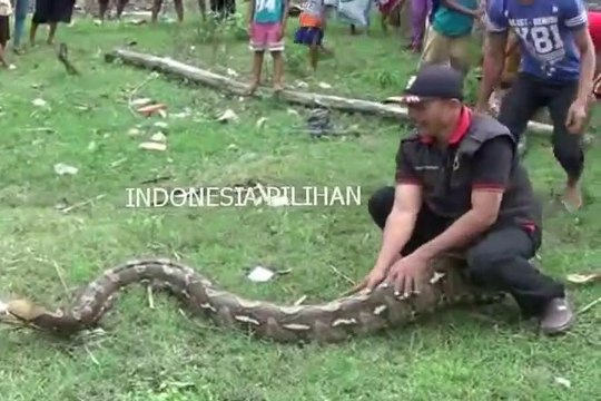Des indonésiens capturent un anaconda de plus de 8m de long et s'amusent avec