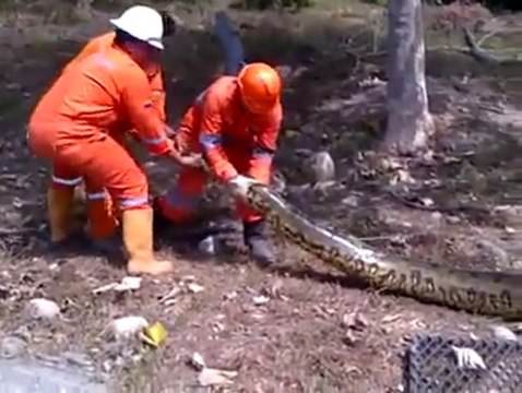 Ces ouvriers brésiliens font une découverte terrifiante : anaconda de 9m...