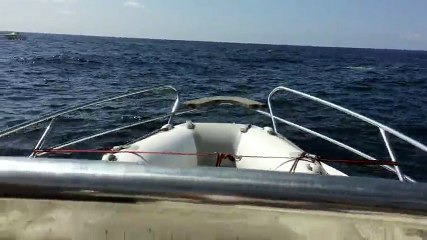 Une baleine dans la baie de Cannes