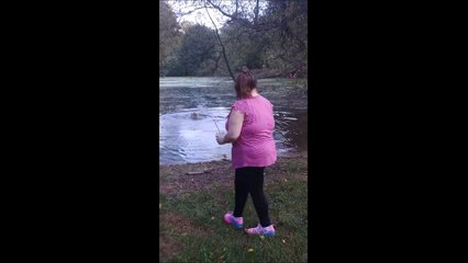 Dog Getting A Long Stick From The Pond