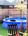 Dog Caught Sneaking Into A Swimming Pool _ The Dodo
