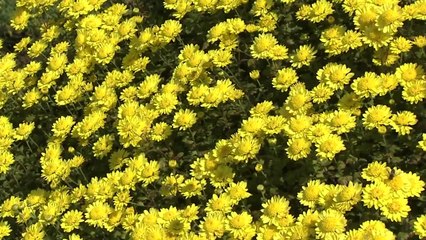 국화꽃 세상으로 초대...나들이객 북적 / YTN