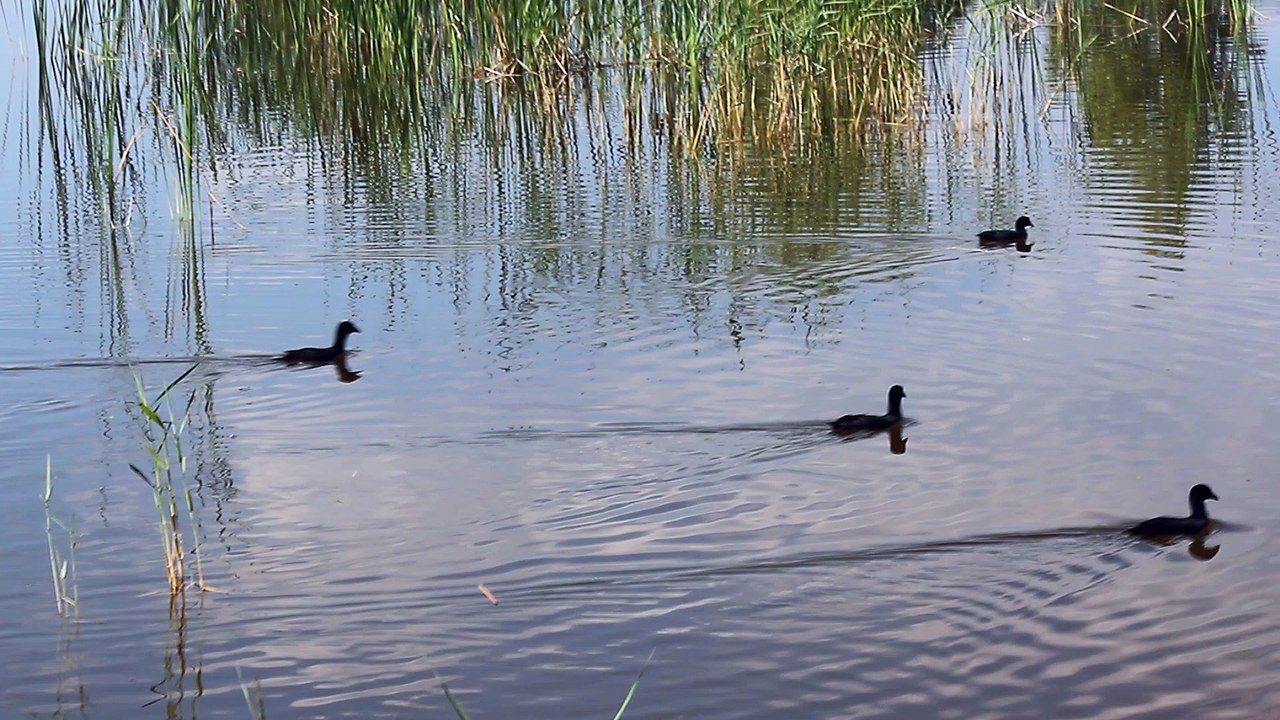 Coots