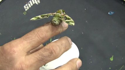 Güngören'de Askeri Kamuflaj Desenli 'Mekik Kelebeği' Bulundu