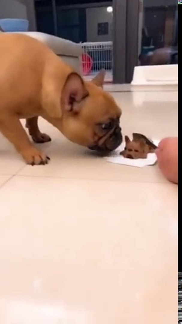 Dog Witnessed 'Cutting Dog Head'
