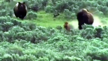 Grizzly Bear Hunting Baby Bison in Front of His Mother