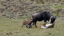 Hyena and Lion Work Together When Hunting Wildebeest