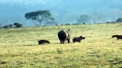 Hungry Hyenas Try To Attack Baby Rhino in Front of His Mother