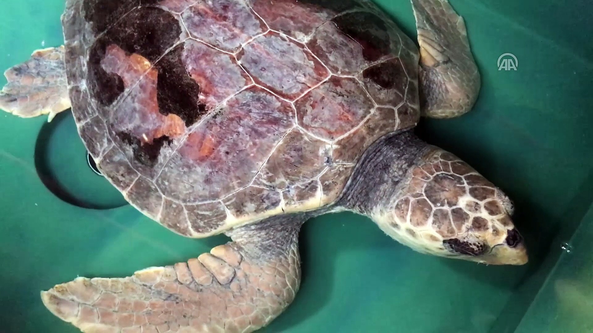 Mersin'de tedavi edilen deniz kaplumbağaları suyla buluştu - Dailymotion  Video