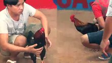 Đá gà campuchia mới nhất 2018 ngày 14/10/2018 - Video 3