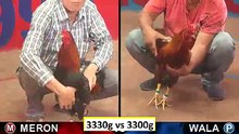 Đá gà campuchia mới nhất 2018 ngày 14/10/2018 - Video 6