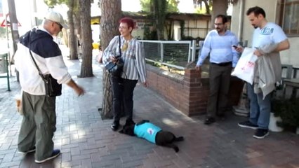 Burhaniye'de Sokak Köpeği Vatandaşların Maskotu Oldu