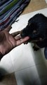 Cute Rottweiler puppy playing