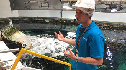 Brest. À Océanopolis, suivez le circuit orange