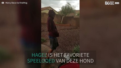 Hond probeert hagelstenen te vangen