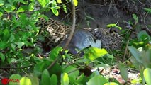 BRAVE OTTER SAVE CAIMAN FROM JAGUAR - Discovery Animal Planet