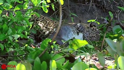 BRAVE OTTER SAVE CAIMAN FROM JAGUAR - Discovery Animal Planet