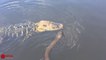 Electric Eel Vs Crocodile - Amazing Crocodile Hunting Small Eel But Fail Under River