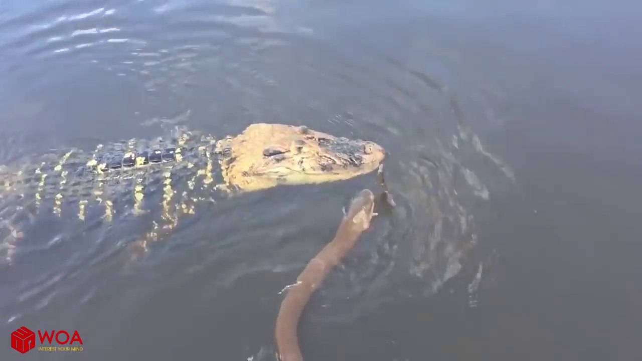 Electric Eel Vs Crocodile Amazing Crocodile Hunting Small Eel But