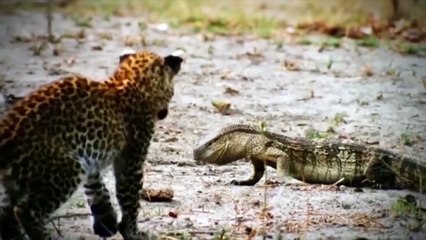 HAVING ESCAPED THE CROCODILE THE IMPALA IS HUNTER BY THE HYENAS - The World Of Animals